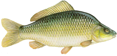 بچه ماهی کپور